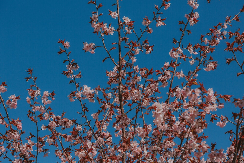 a tree with pink flowers and a blue sky in the background