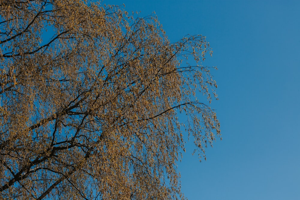 a tree with yellow leaves against a blue sky