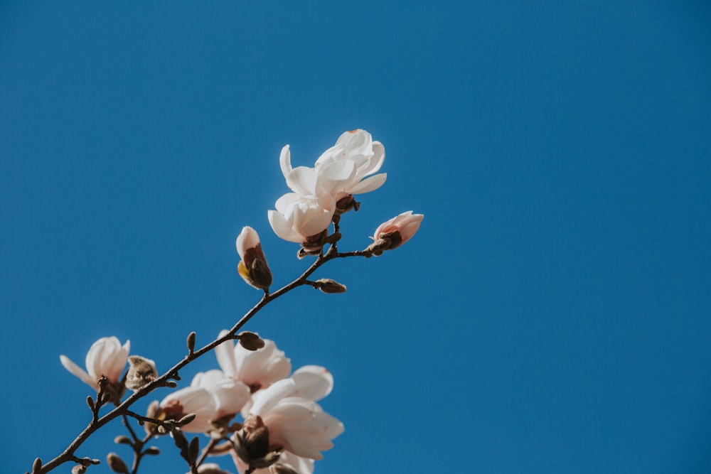 a branch with white flowers against a blue sky