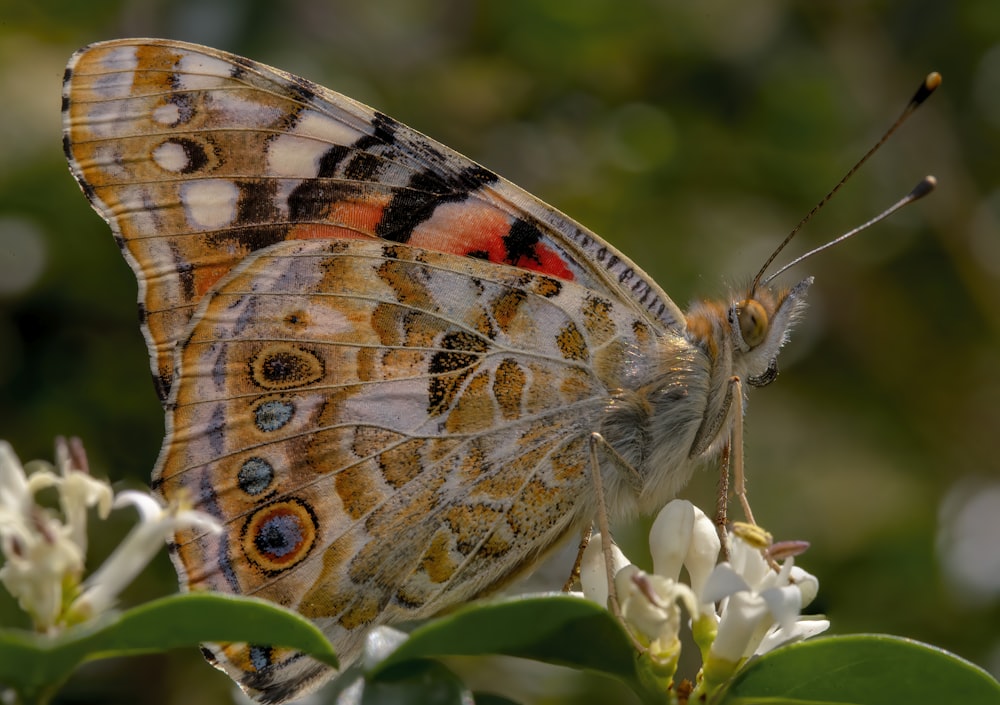 a close up of a butterfly on a flower