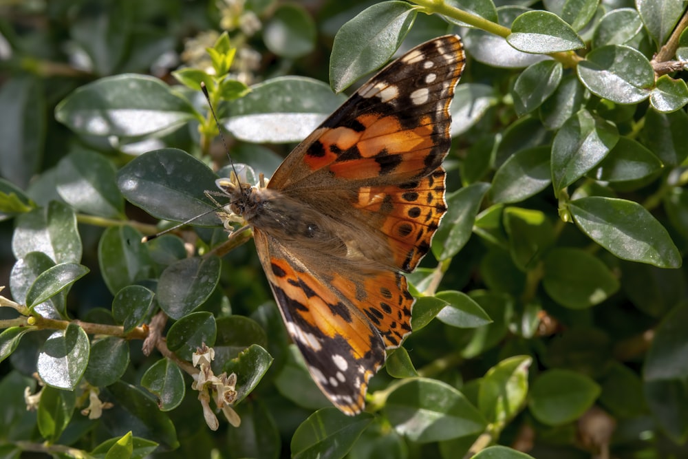 a close up of a butterfly on a plant