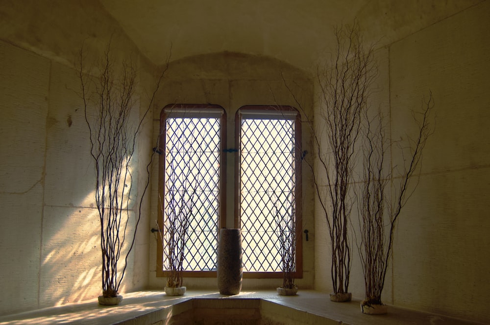 a room with a lot of windows and some plants