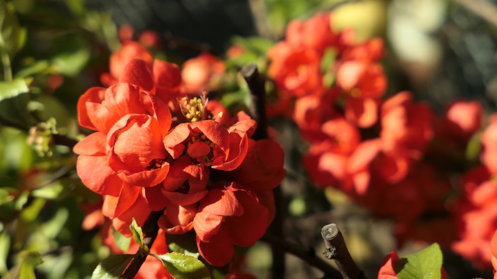 a bunch of red flowers that are on a tree