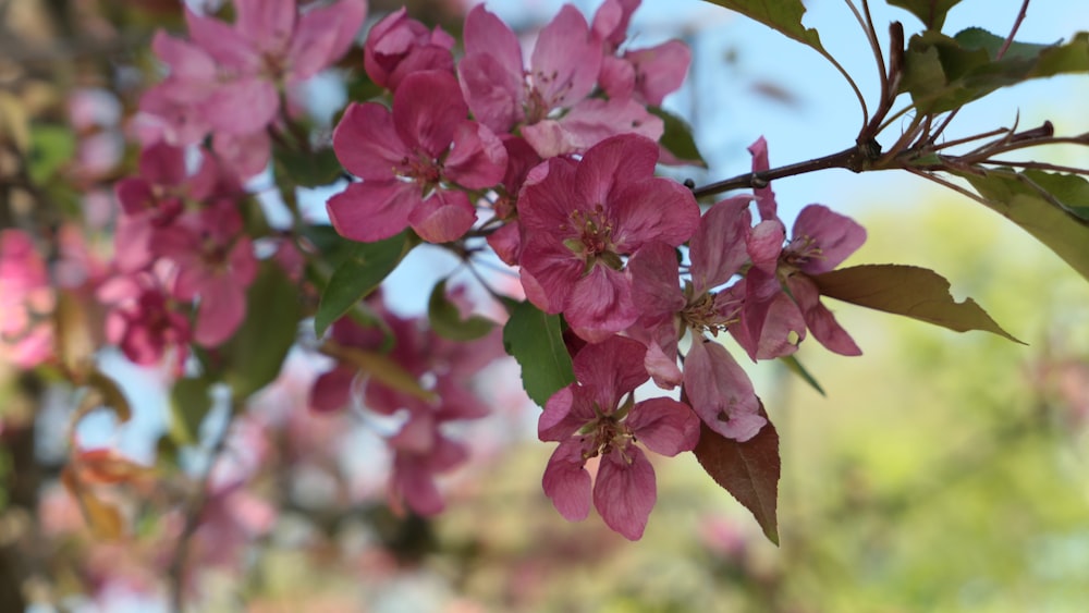 a close up of pink flowers on a tree