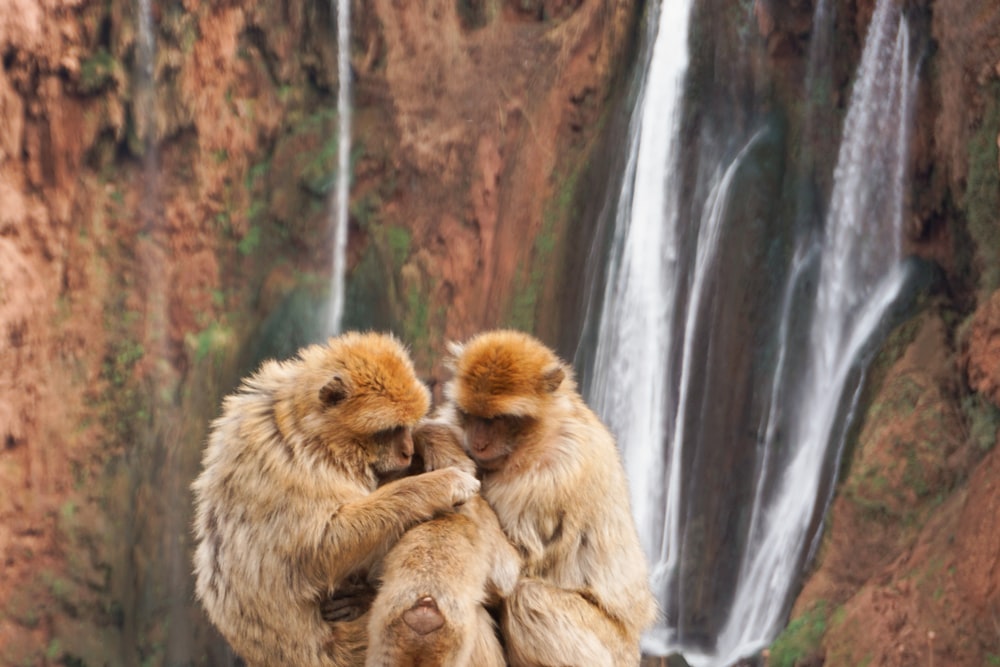 dois macacos sentados um em cima do outro em frente a uma cachoeira