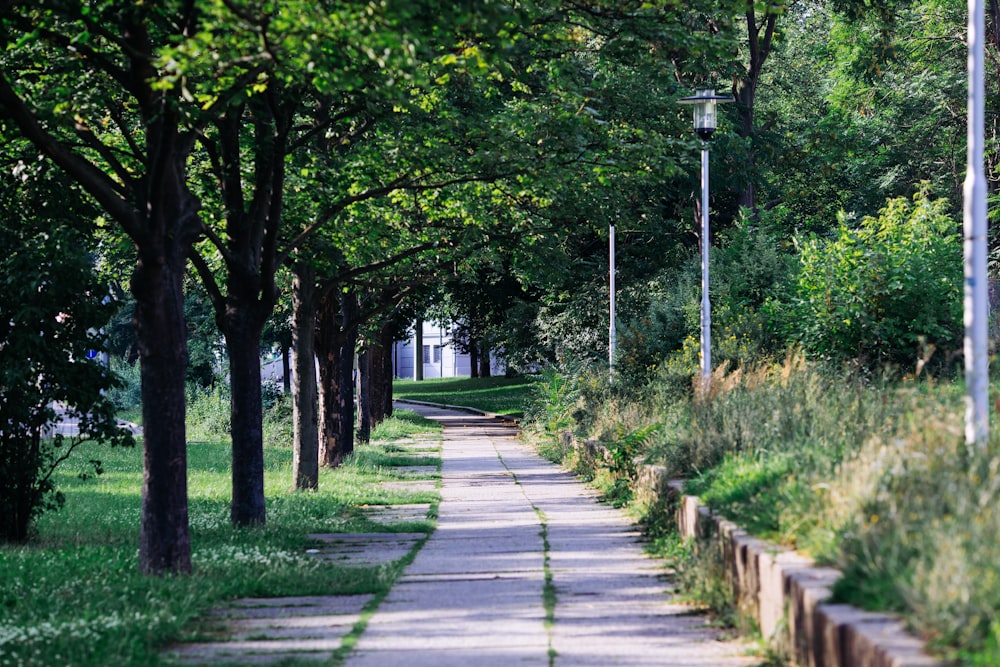 a street lined with trees next to a lush green park