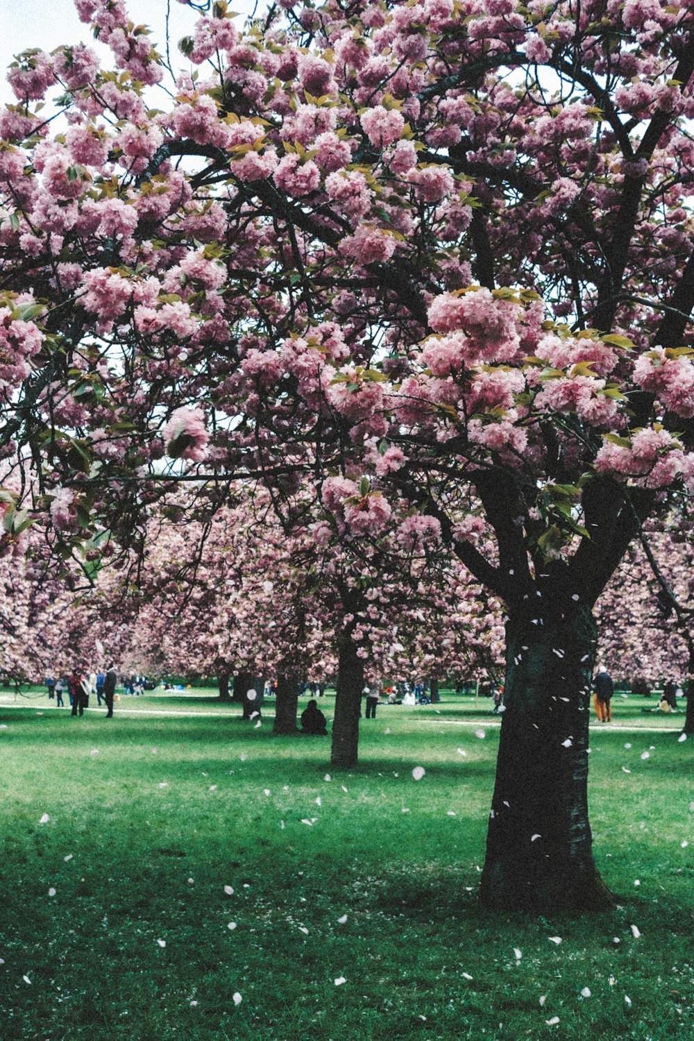 a tree with lots of pink flowers in a park