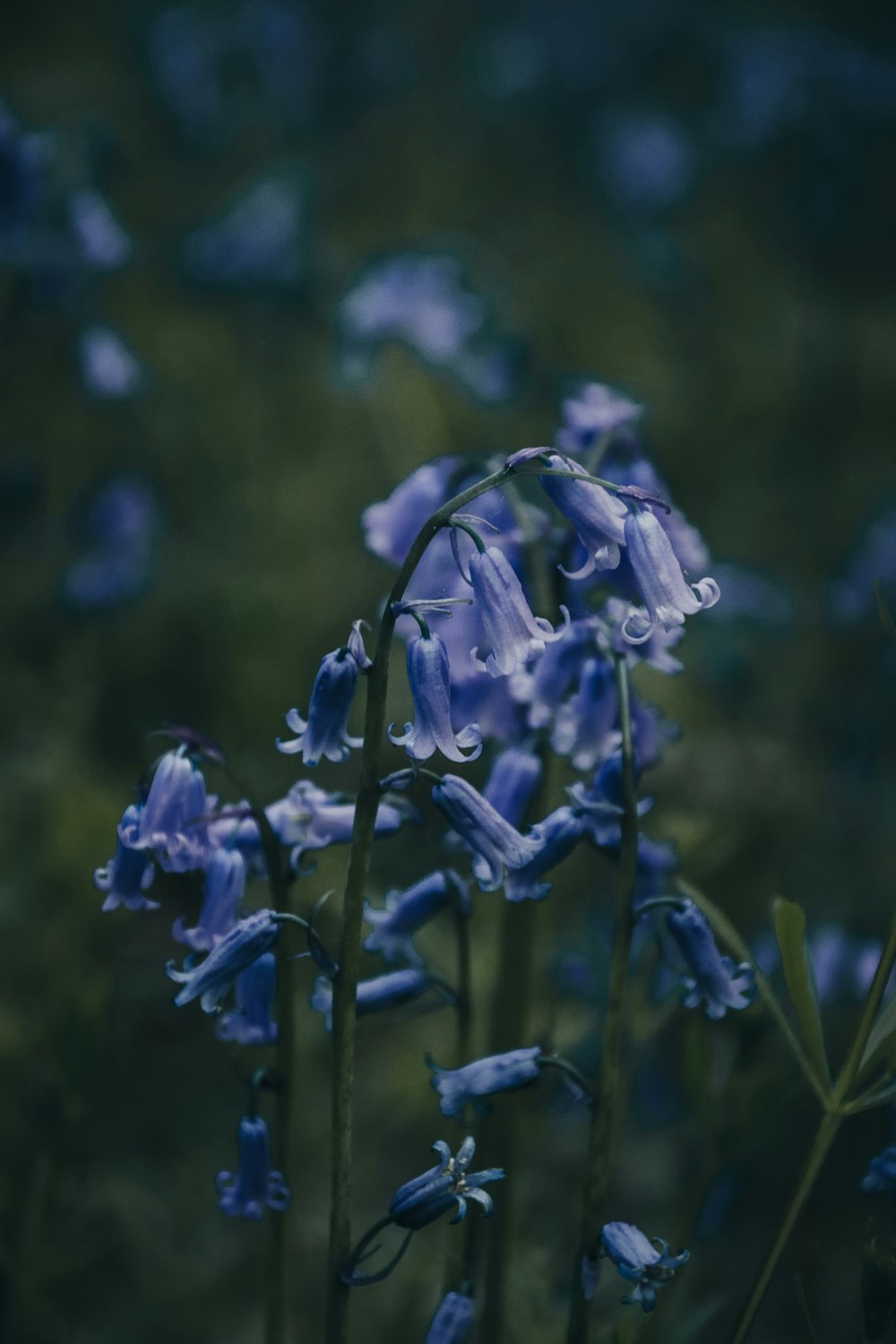 a bunch of blue flowers that are in the grass