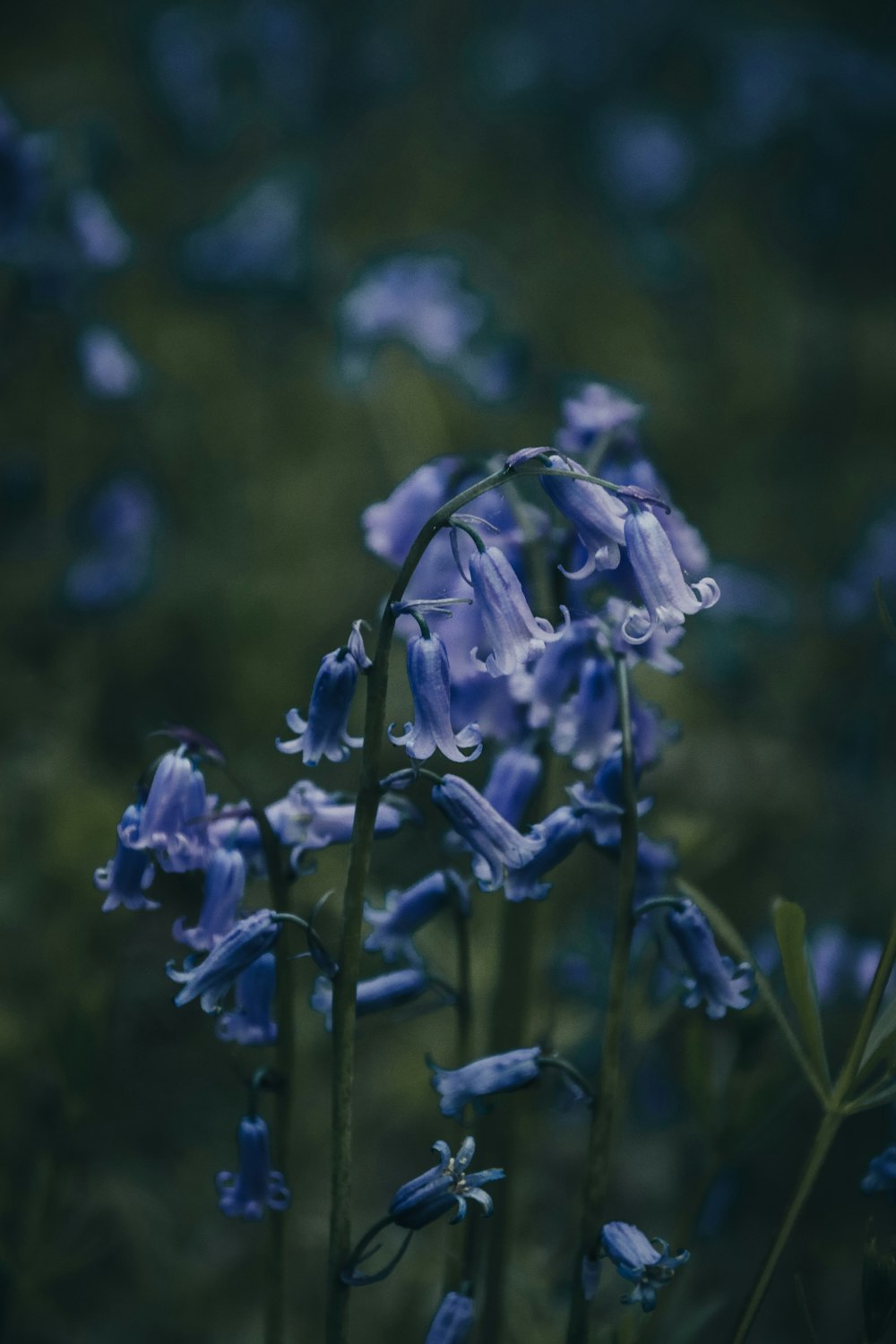 ein Strauß blauer Blumen, die im Gras sind