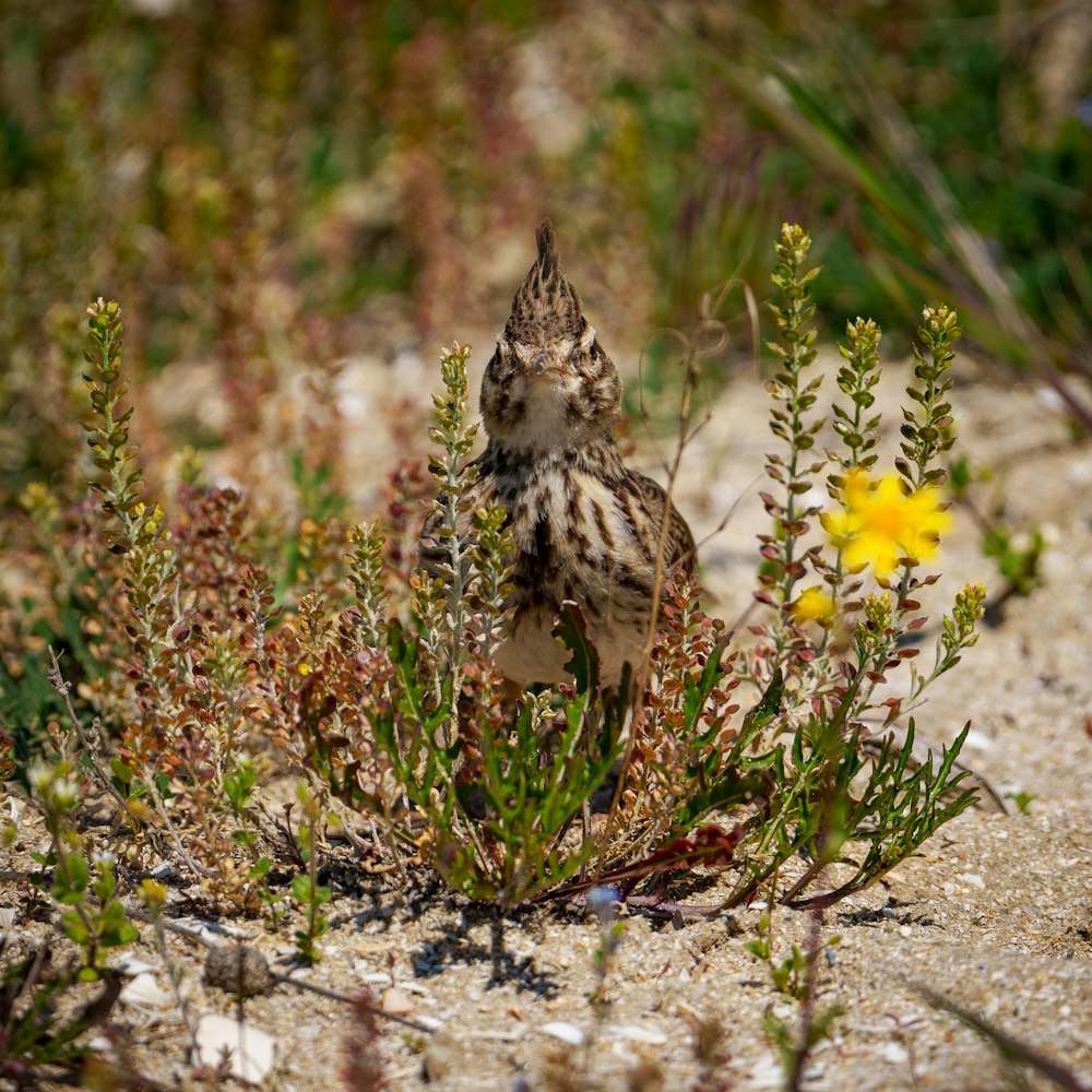 a small bird standing on top of a sandy ground