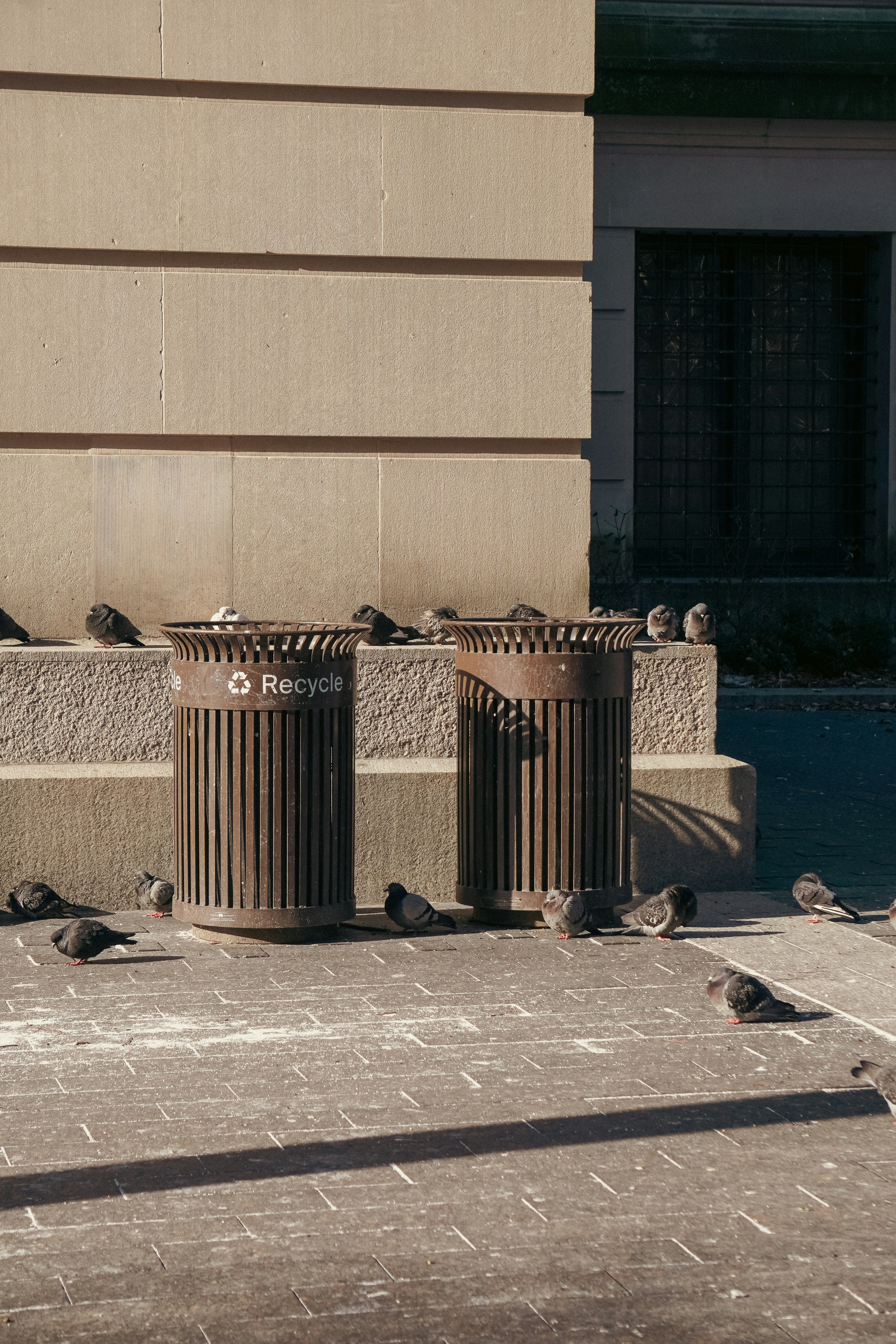 a group of birds sitting on top of trash cans