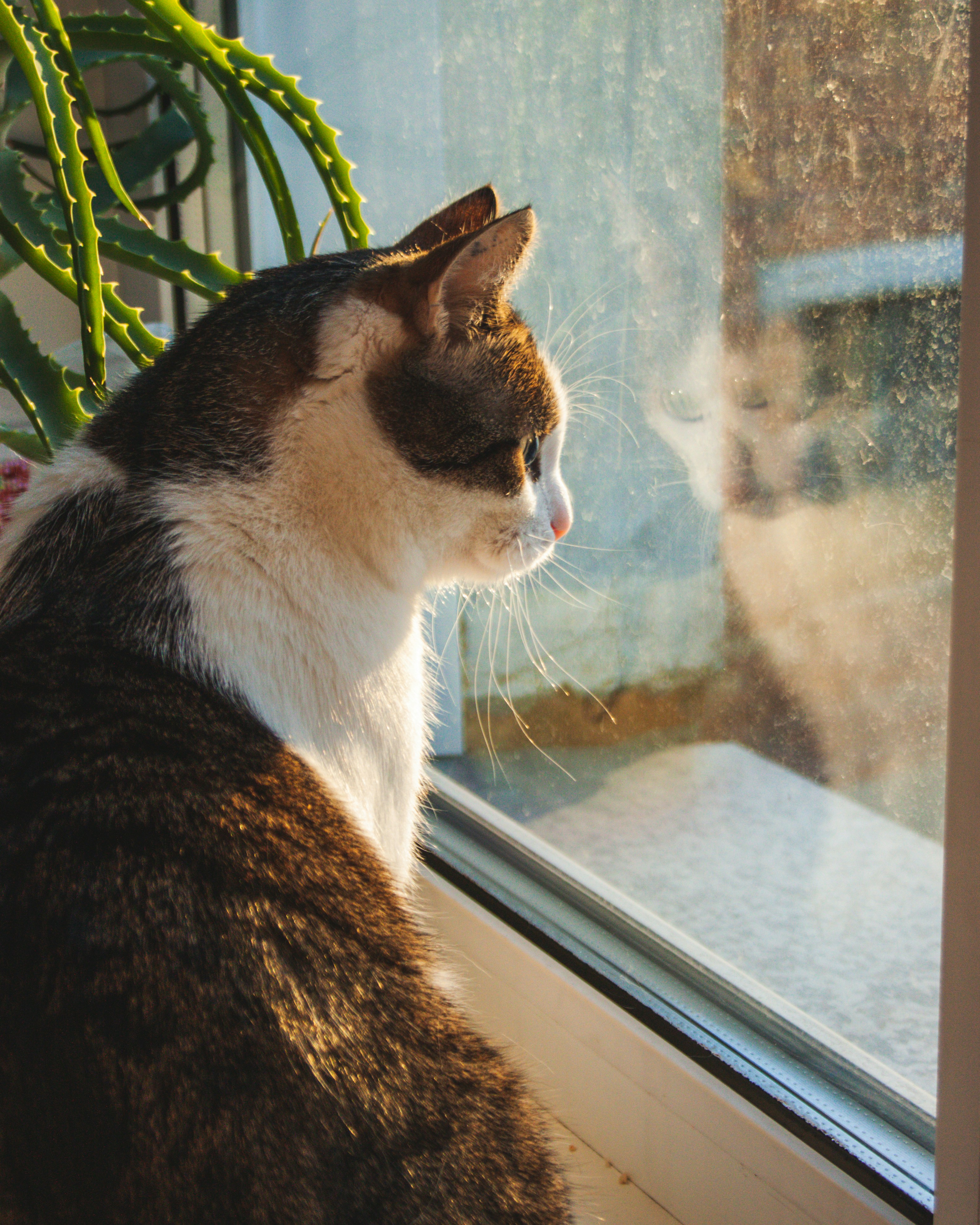 The Window Watch (image credits: unsplash)