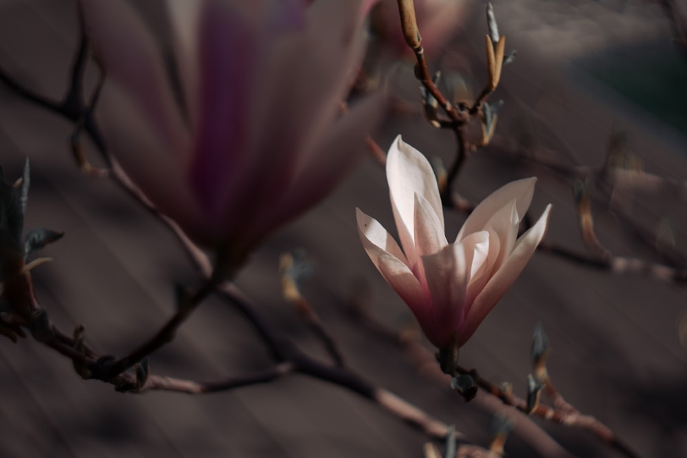 a close up of a flower on a tree branch