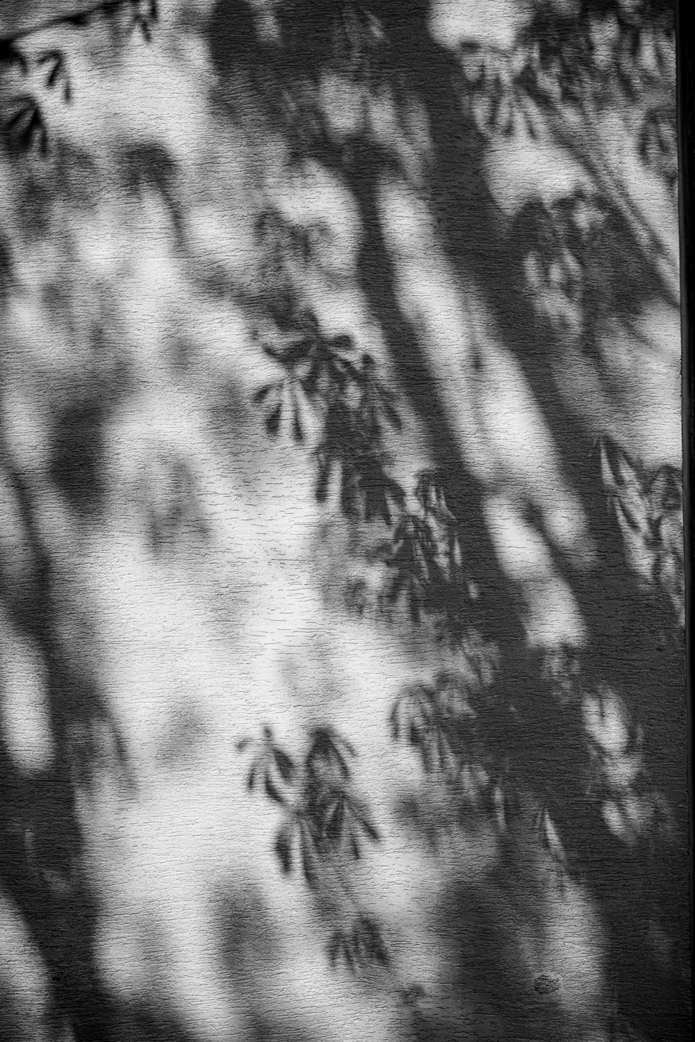 a black and white photo of a tree