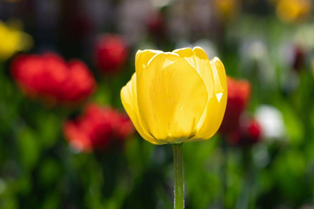 a single yellow tulip in a field of red and yellow flowers