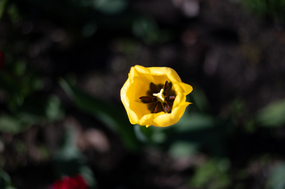 a single yellow flower with a brown center
