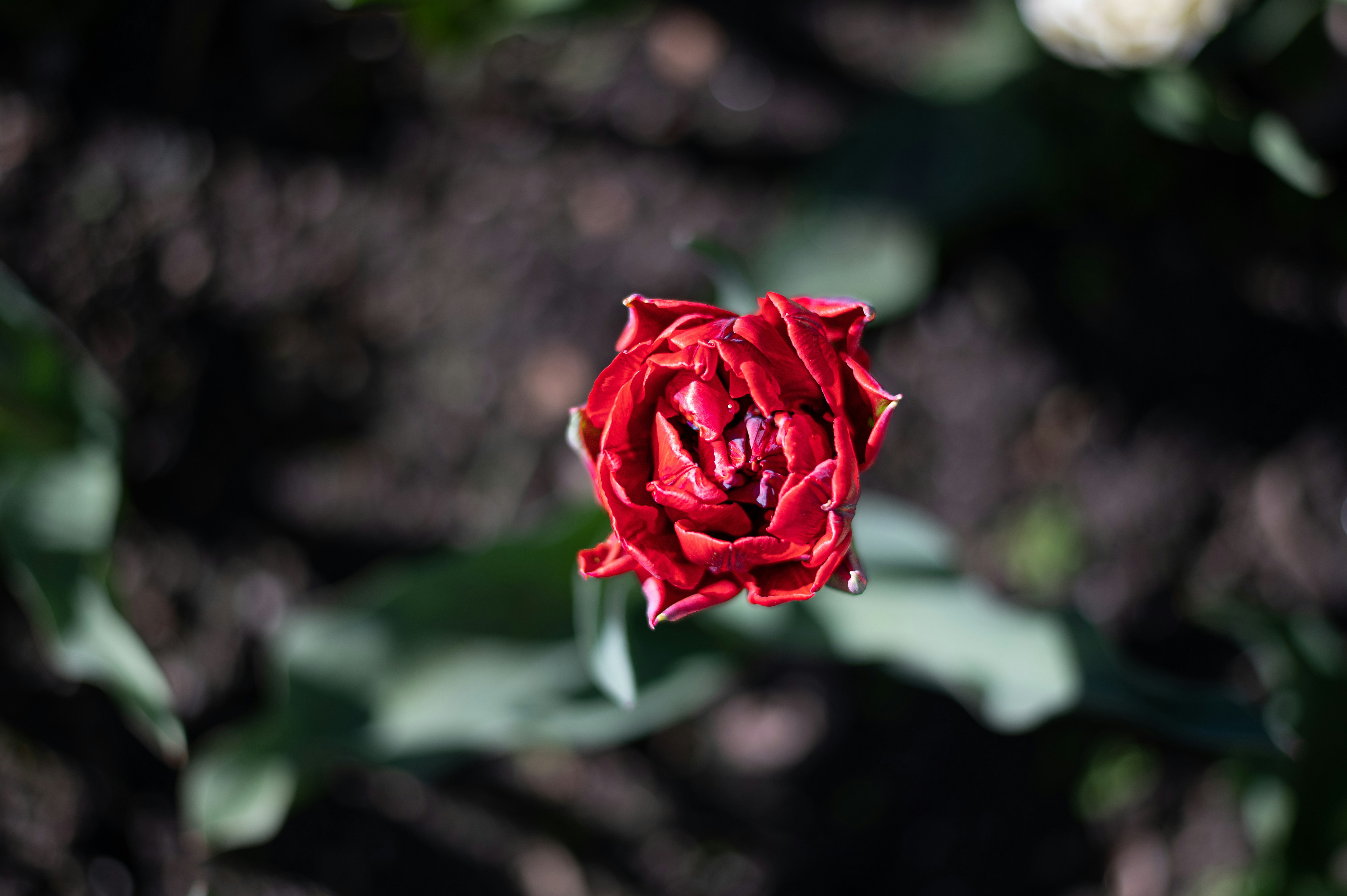 a red and white flower in a garden