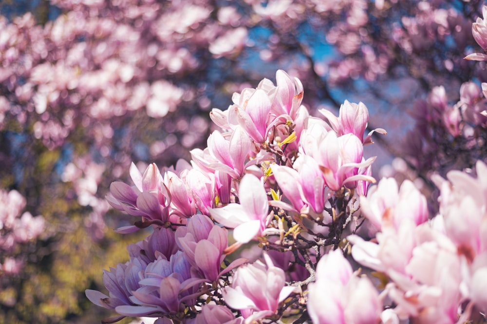 a bunch of pink flowers that are on a tree