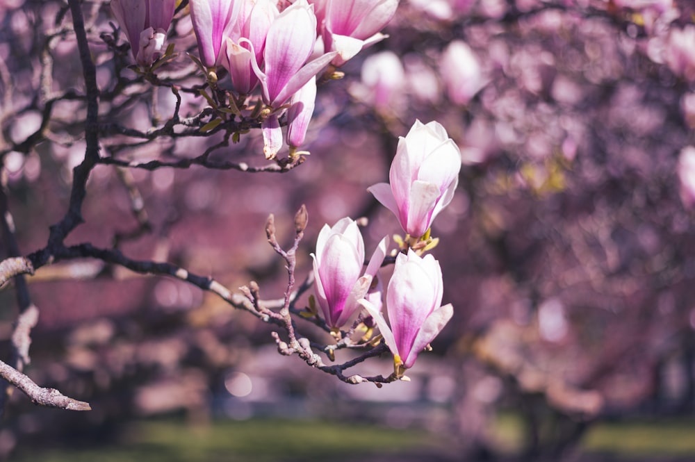 pink flowers blooming on a tree in a park