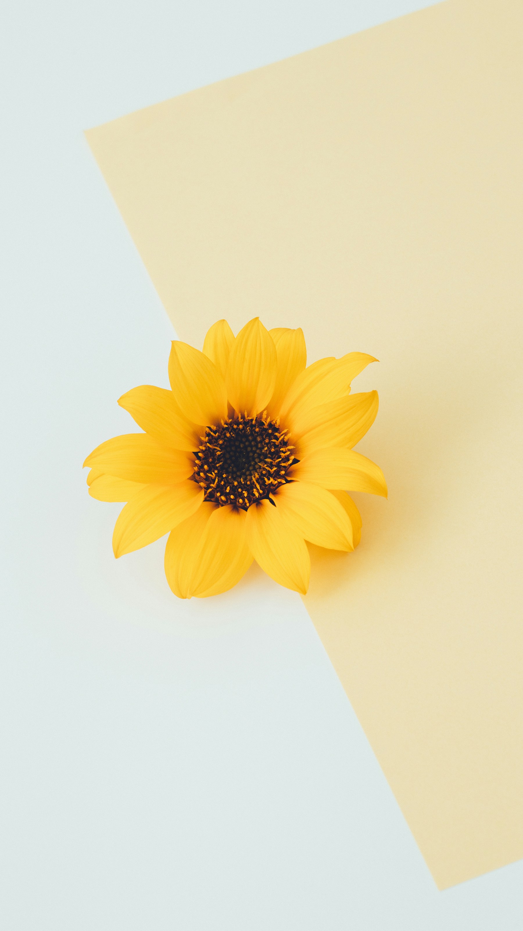 Photo by babybluecat