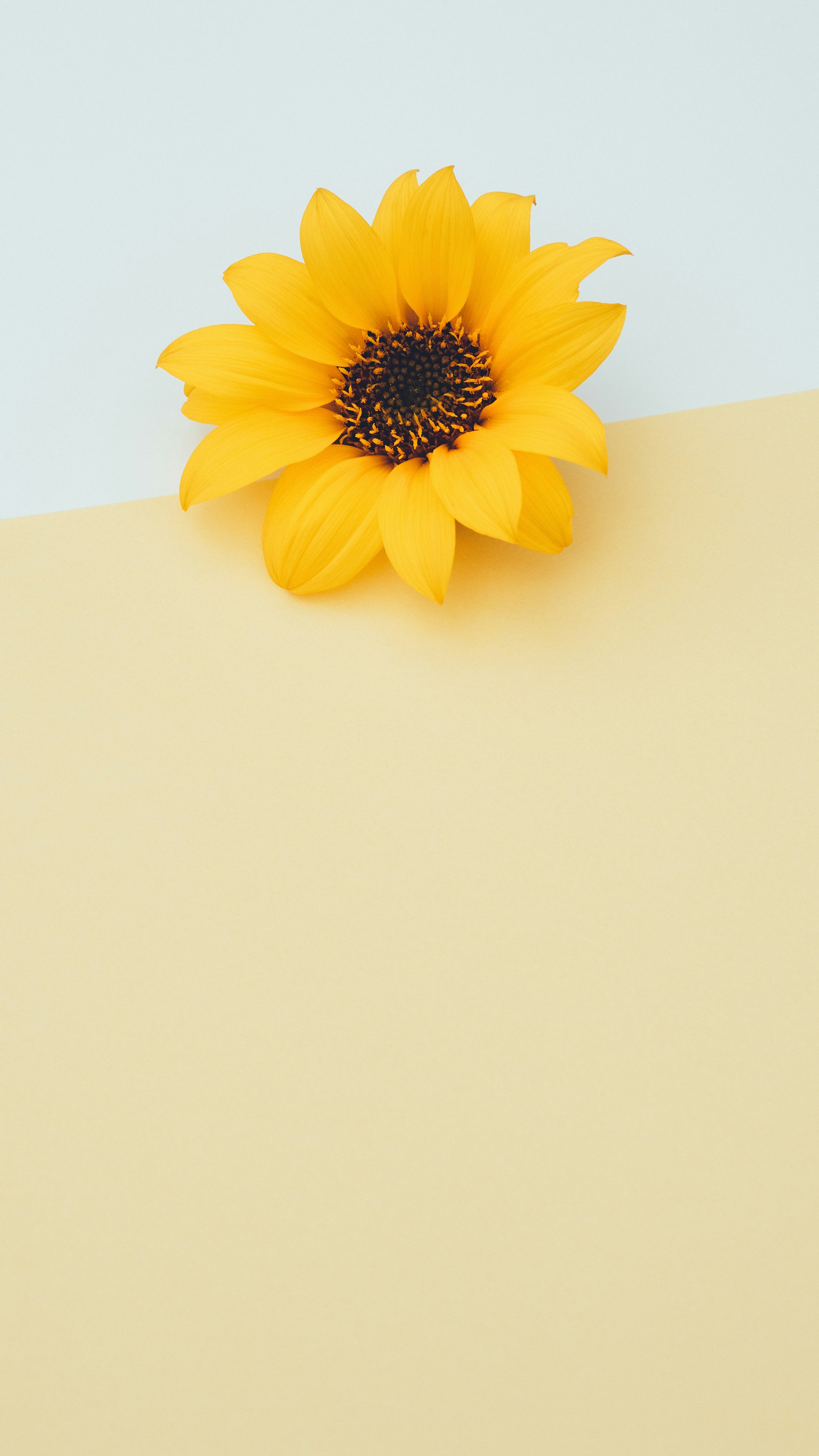 Photo by babybluecat