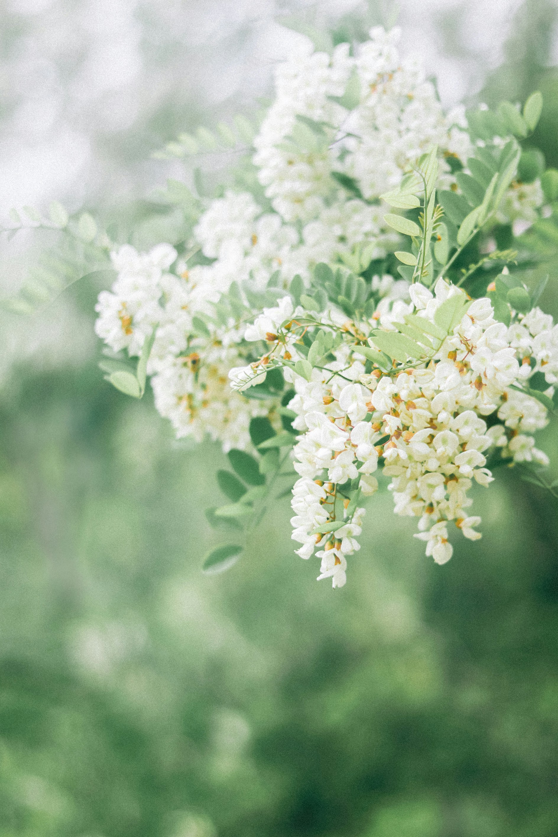 Photo by babybluecat