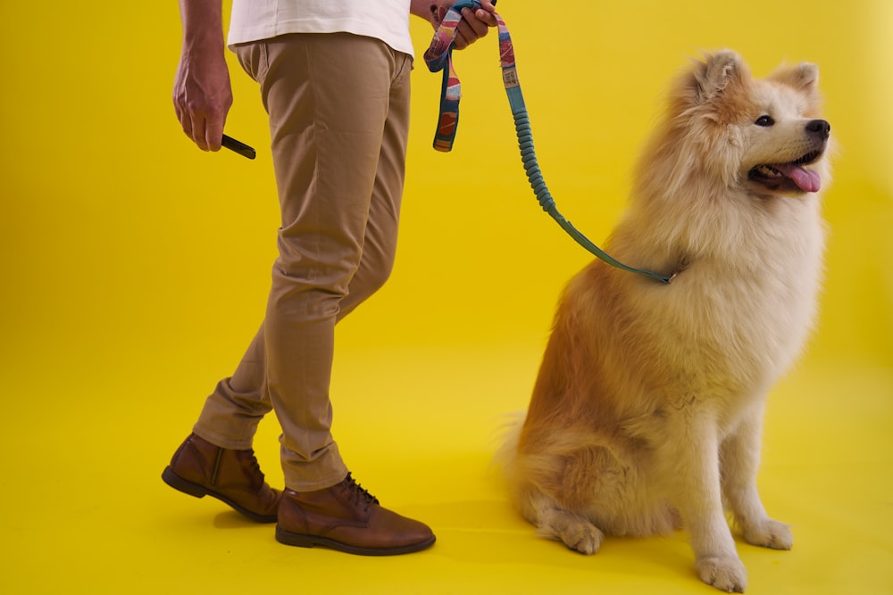 a person holding a dog on a leash