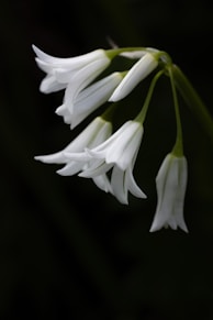 a close up of a white flower on a black background
