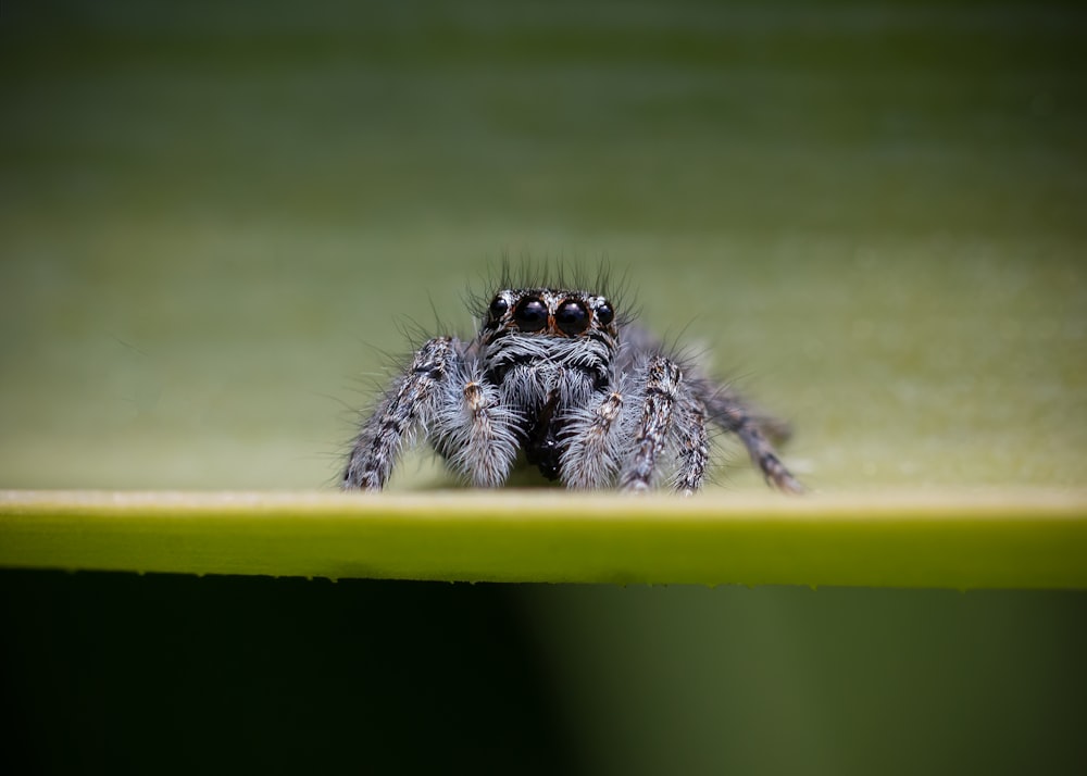 Eine Nahaufnahme einer Spinne auf einer grünen Oberfläche