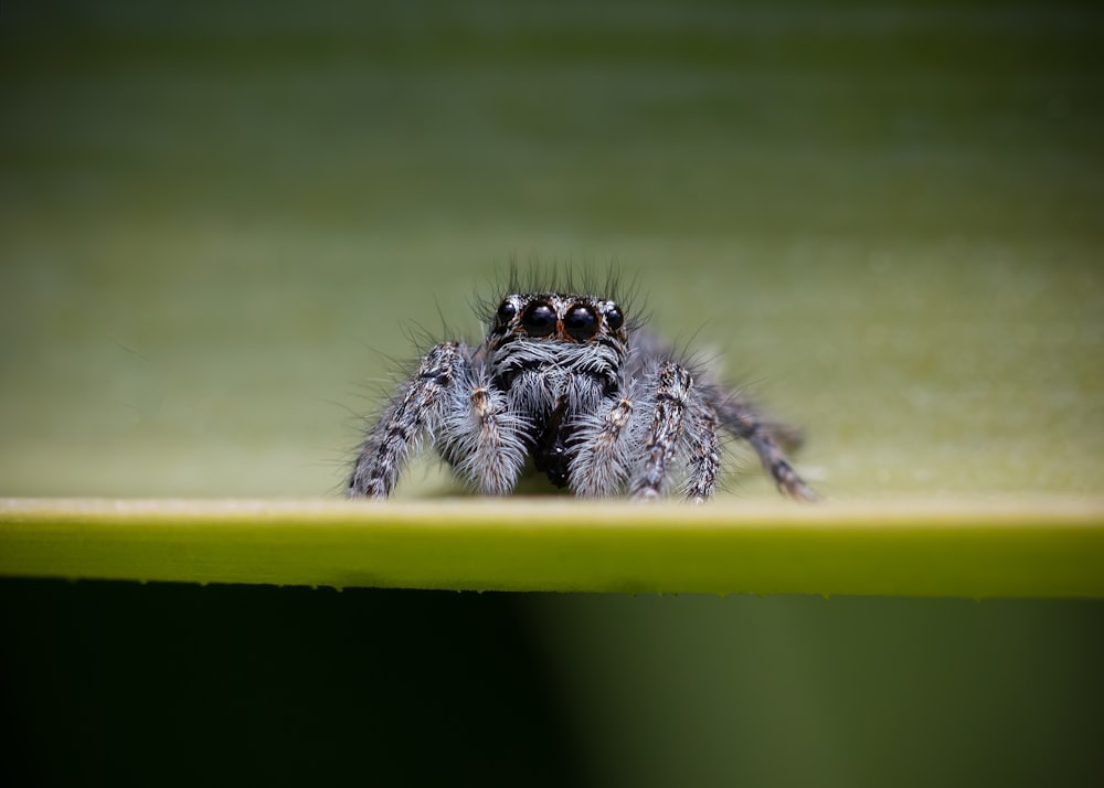 Un primer plano de una araña sobre una superficie verde