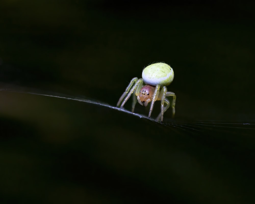 a close up of a spider on a leaf