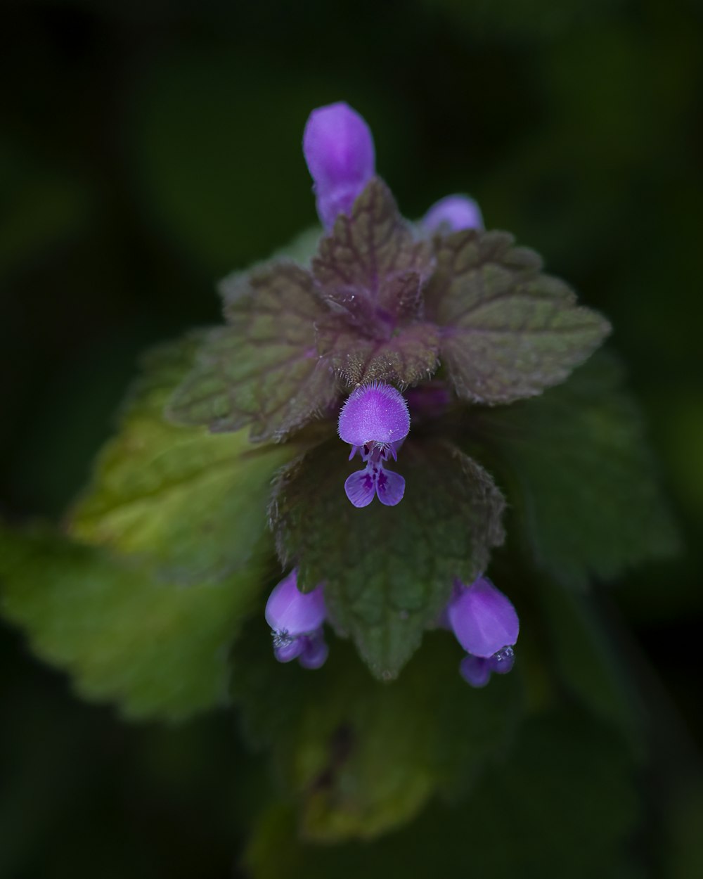 a purple flower with green leaves in the background