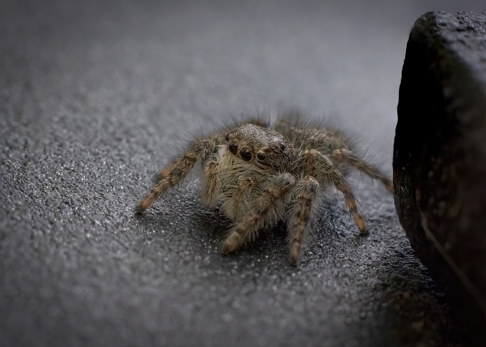 a close up of a spider on the ground