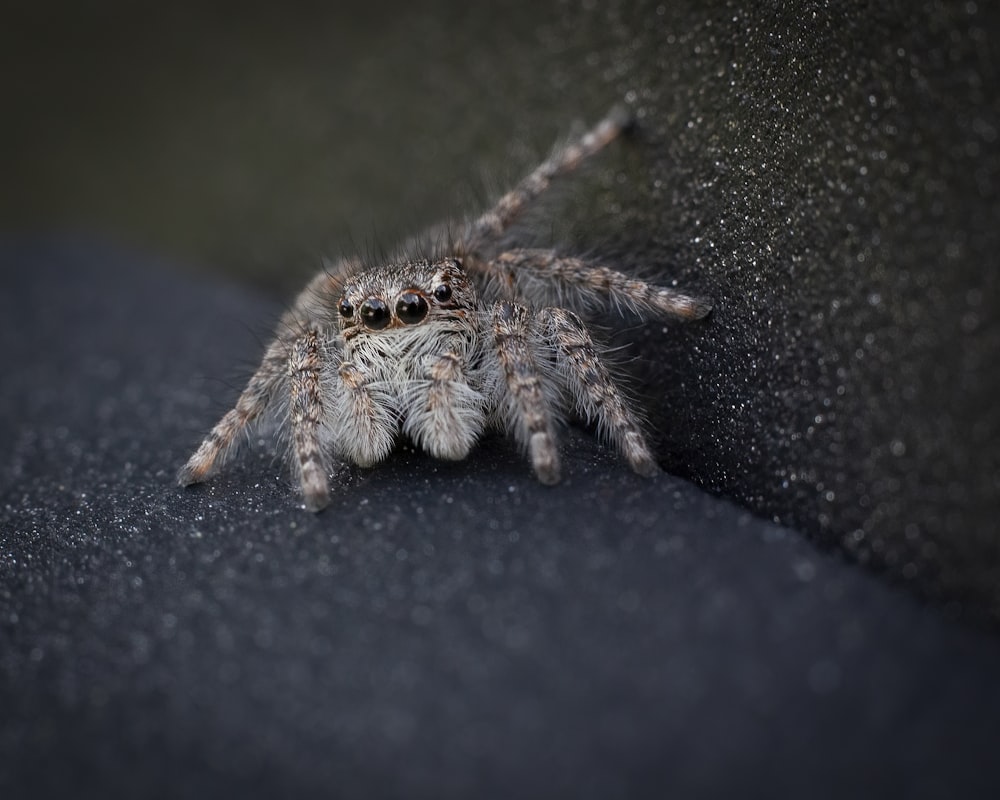 um close up de uma aranha em uma superfície preta