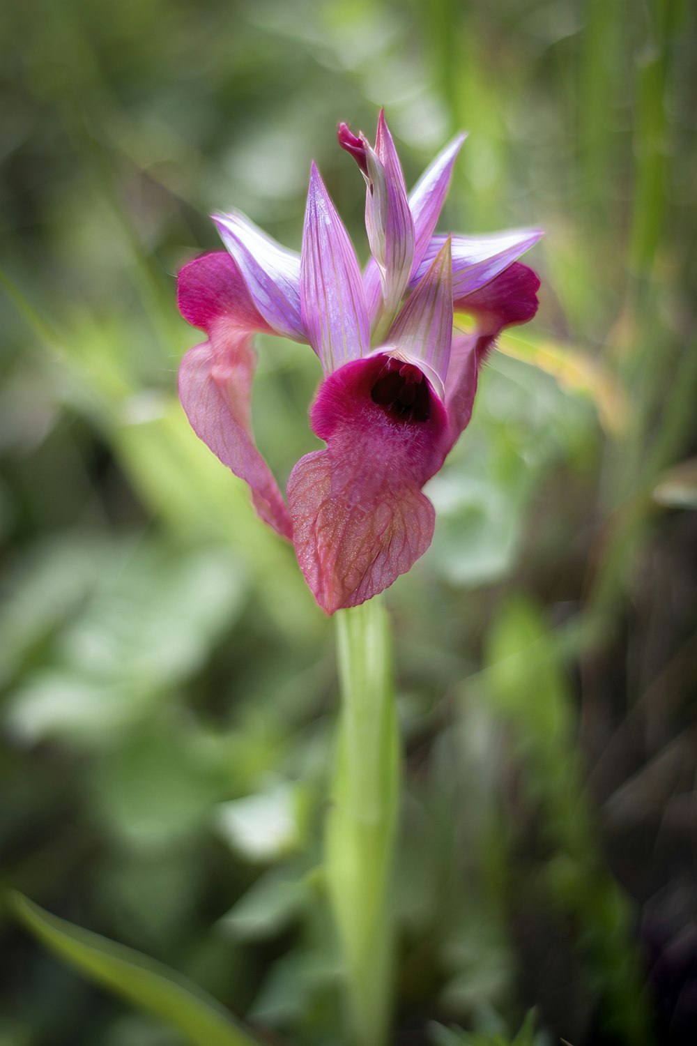 a pink flower is blooming in a garden