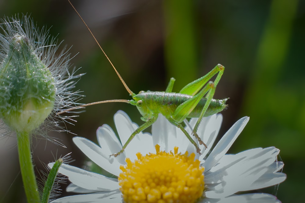 a close up of a grasshopper on a flower