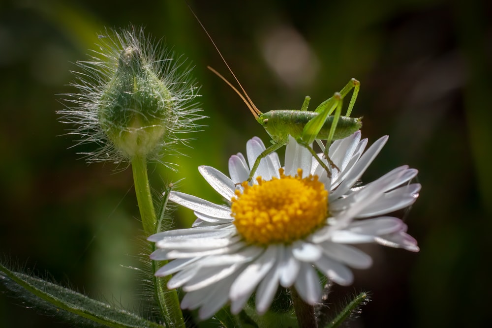 a close up of a flower with a bug on it