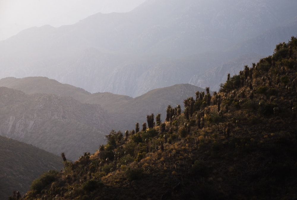 a mountain range with trees on the side of it