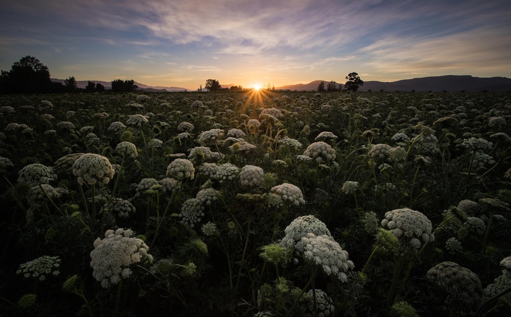 a field of flowers with the sun setting in the background