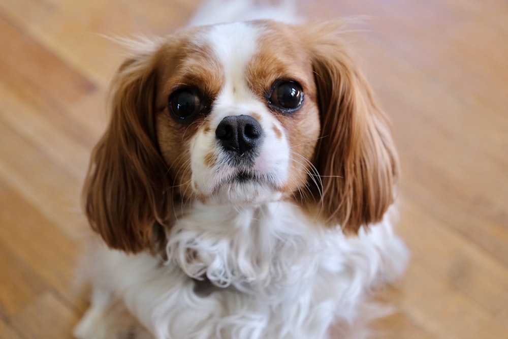 Ein braun-weißer Hund, der auf einem Holzboden sitzt