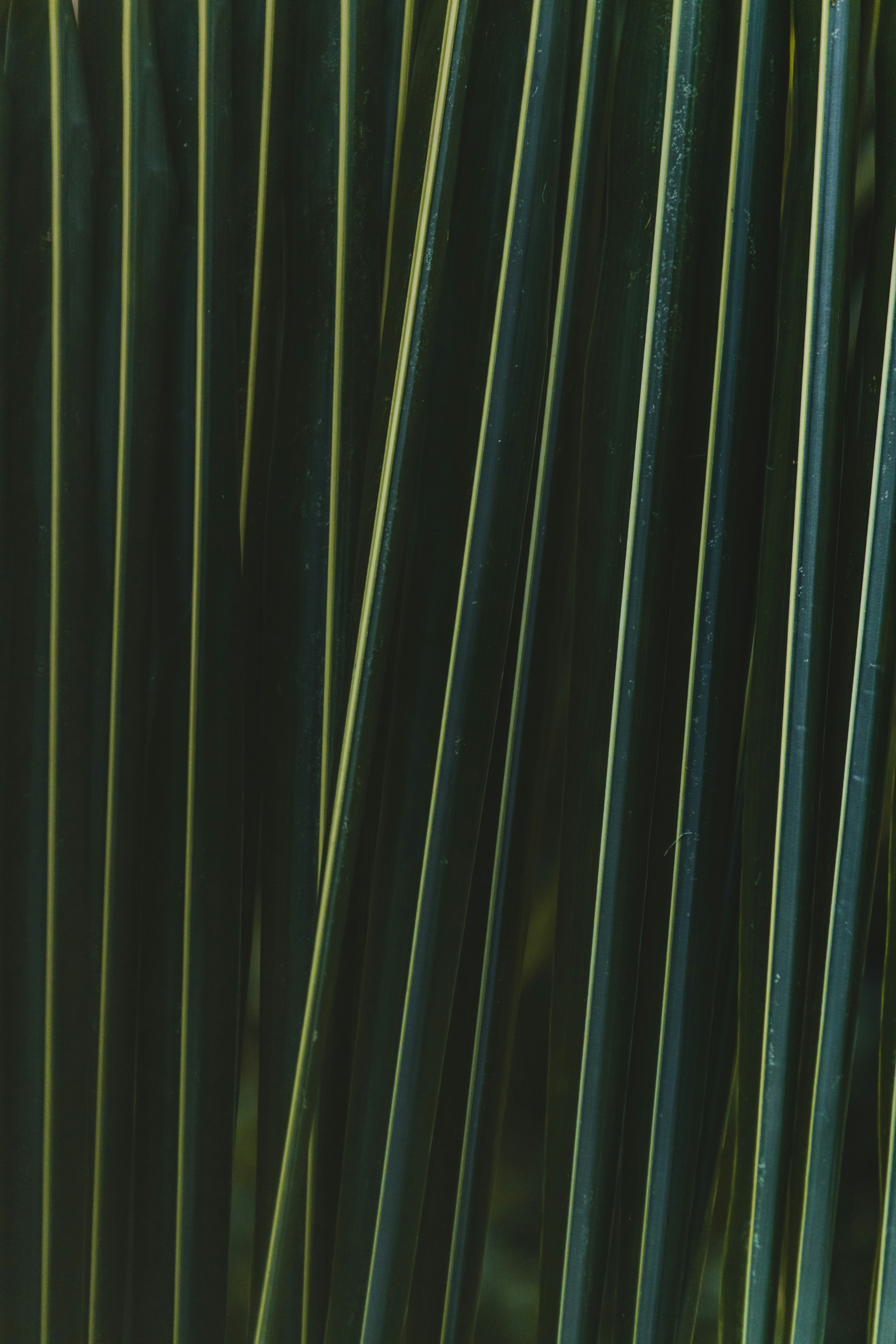 a close up of a green plant with long thin leaves