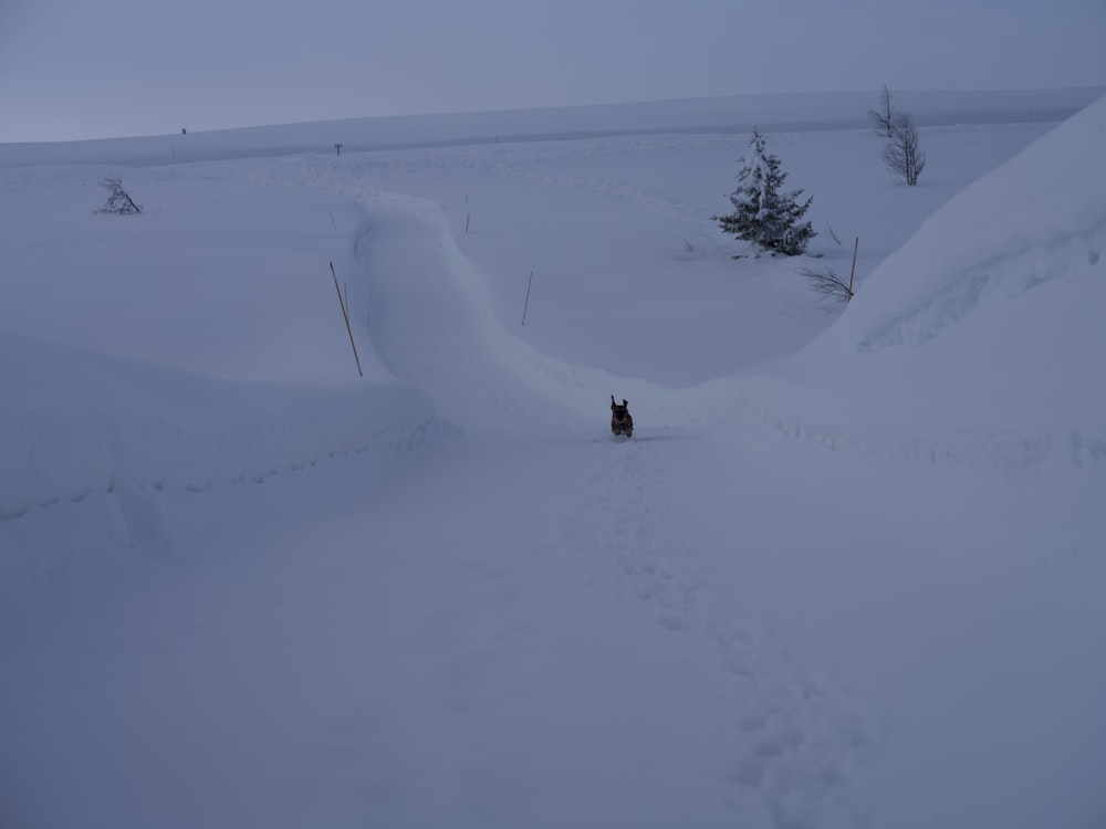 a dog is standing in the snow near a tree