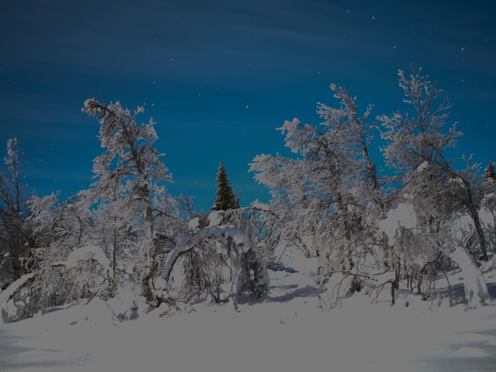 Une forêt enneigée sous un ciel bleu