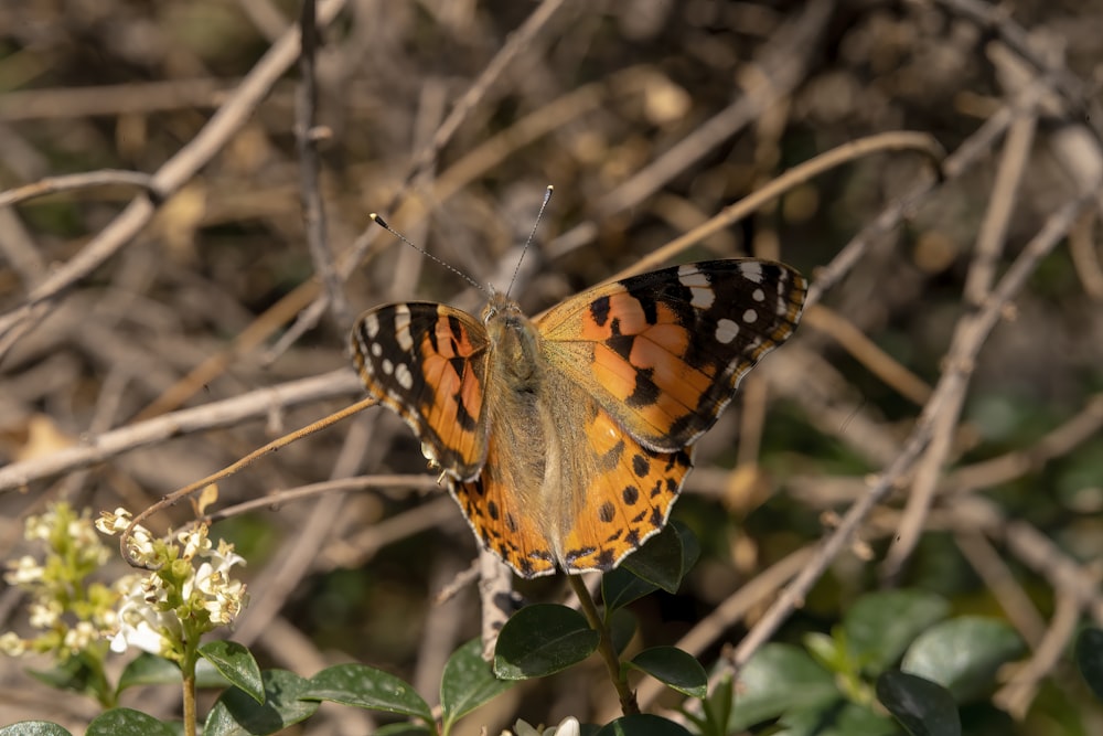 a close up of a butterfly on a plant