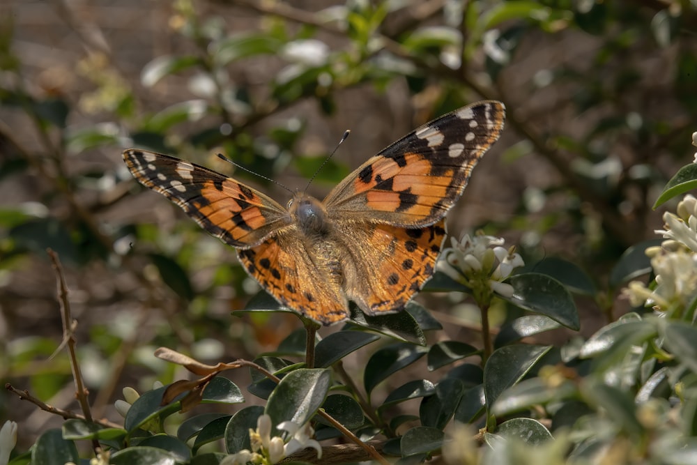 a butterfly sitting on top of a leafy plant