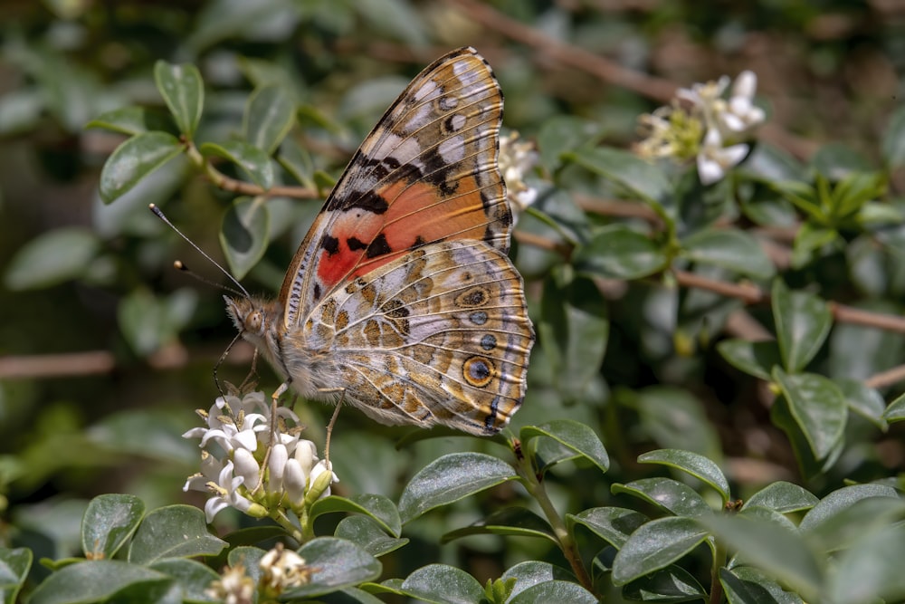 a close up of a butterfly on a flower