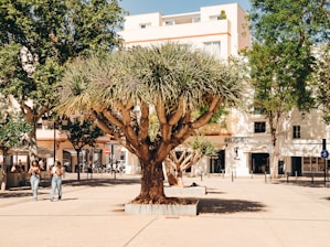 Community members planting trees together in the village square during a sunny day.