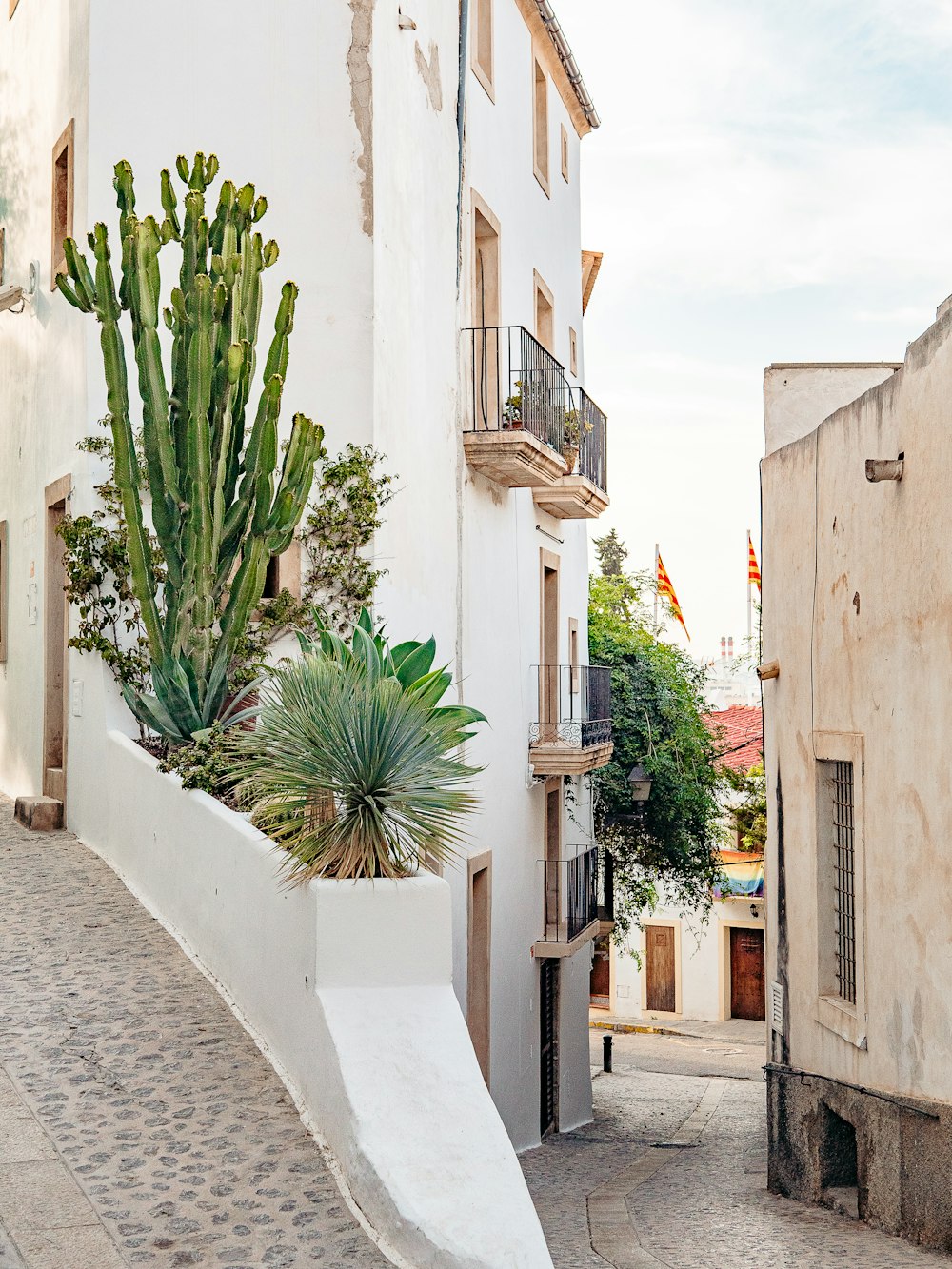 a cactus in a pot on the side of a building