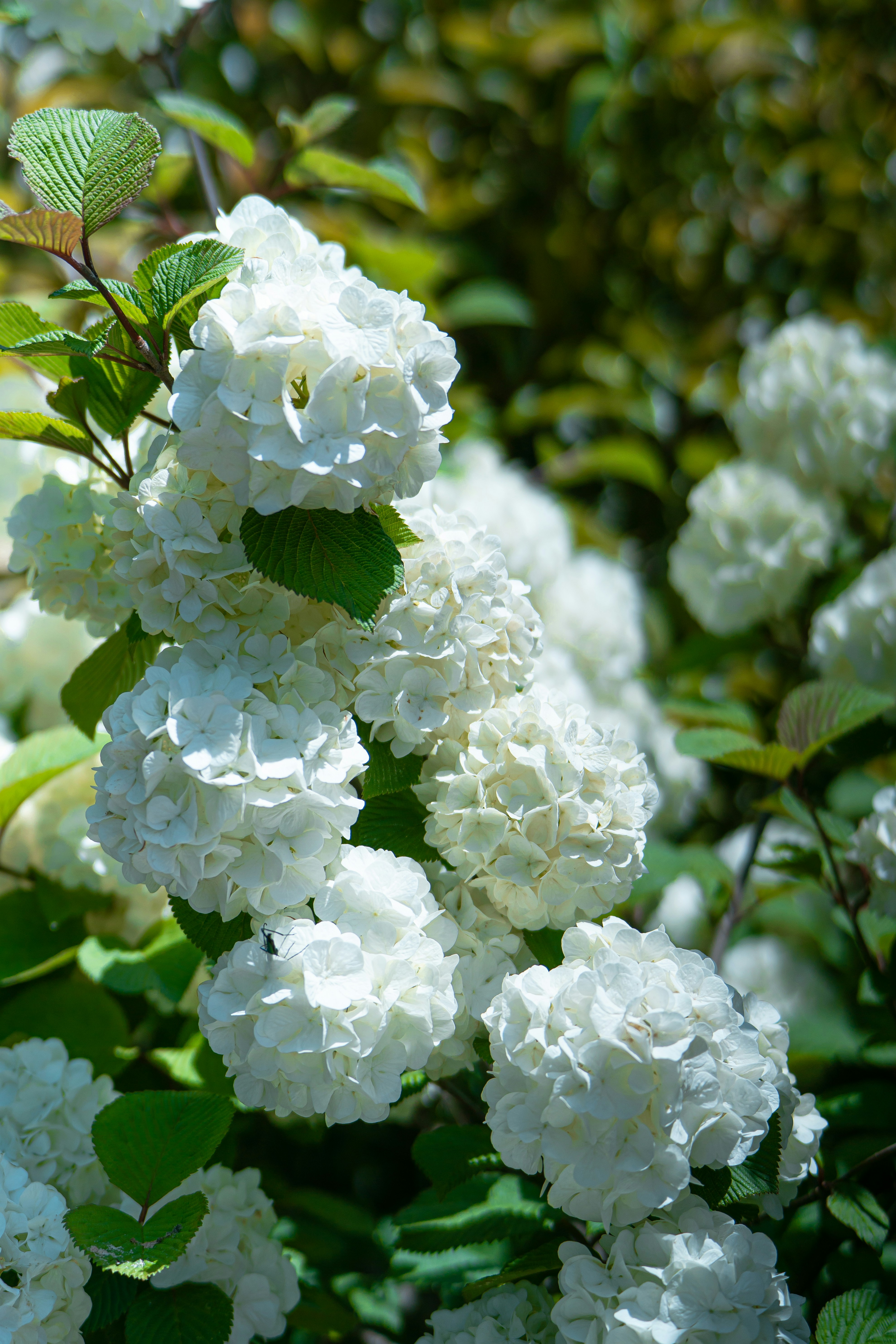 Photo by jinhan_photo