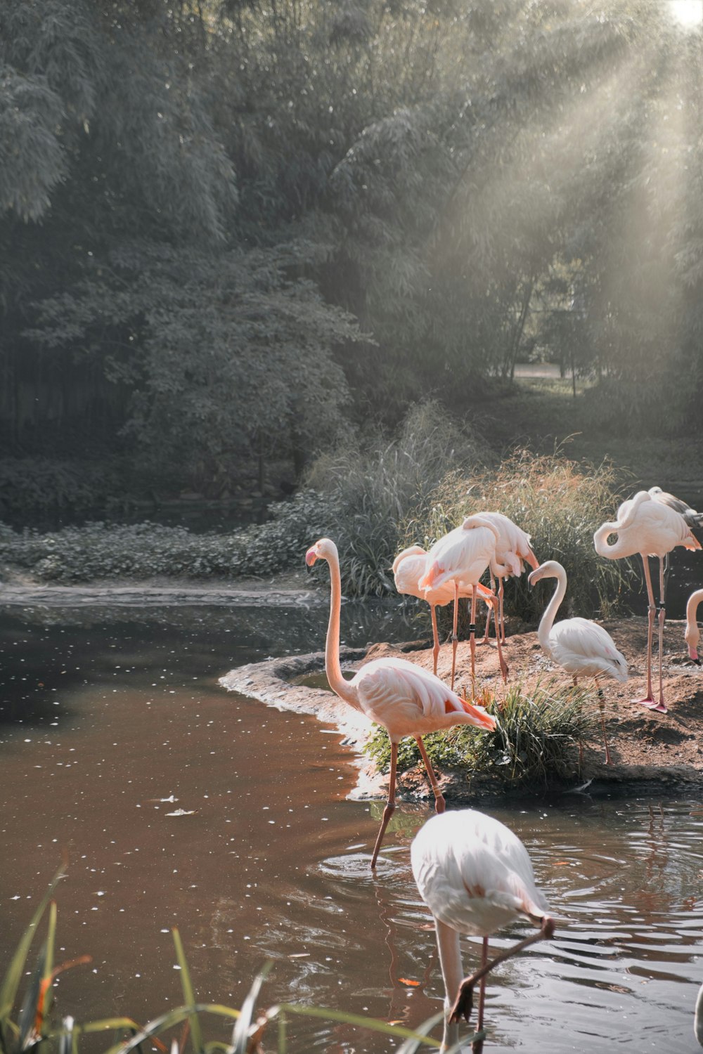 a flock of flamingos standing on top of a body of water